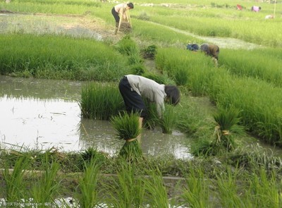 水稻种植图片