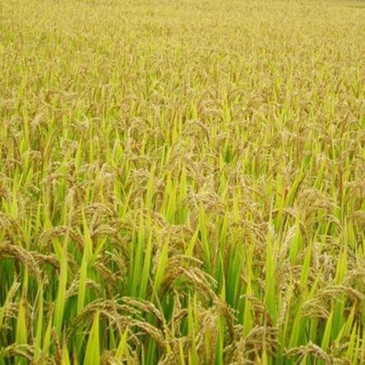 供应 优质水稻种子 水稻种植 水稻培育 早熟水稻 高产水稻