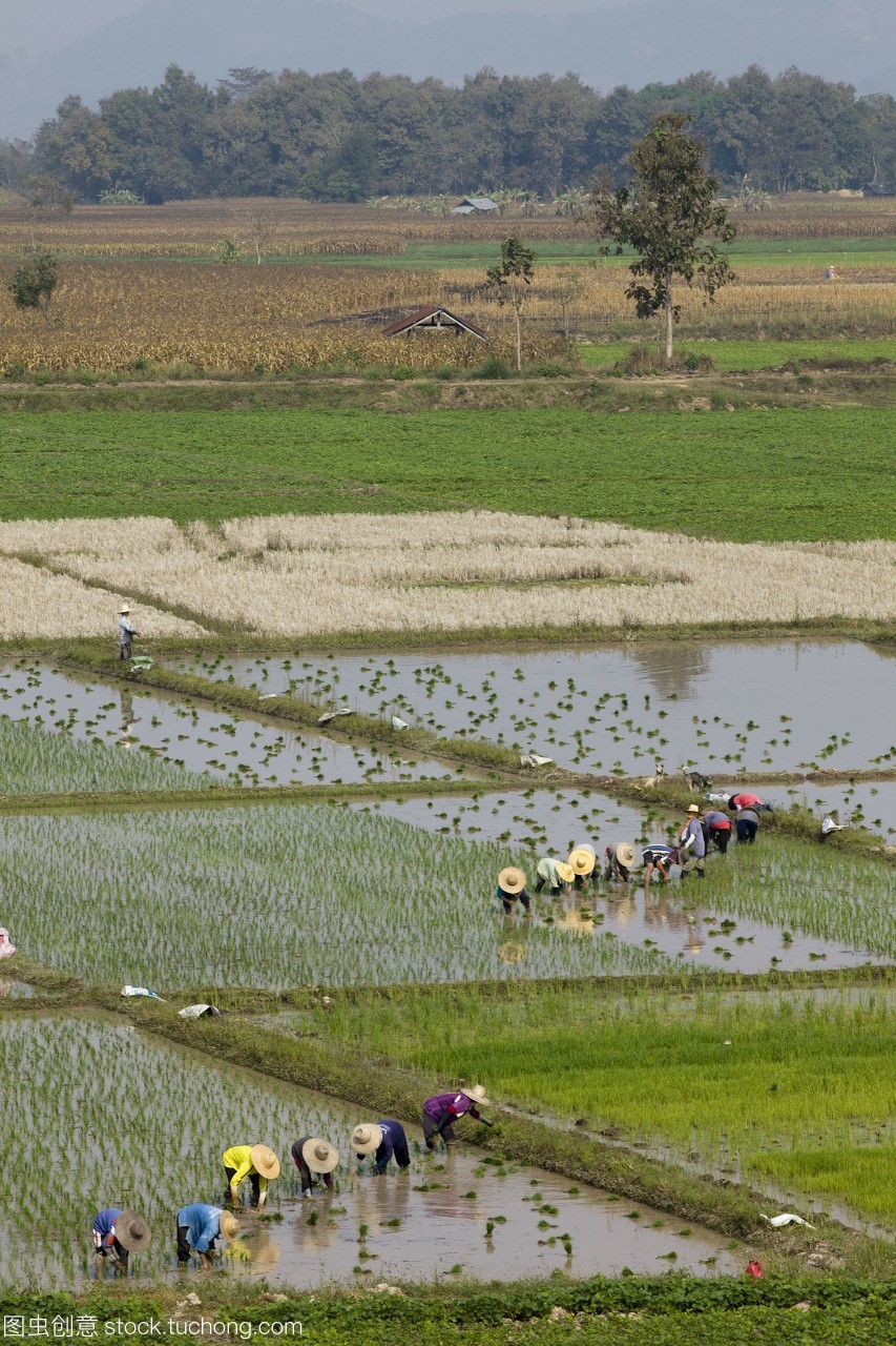 泰国清迈水稻种植
