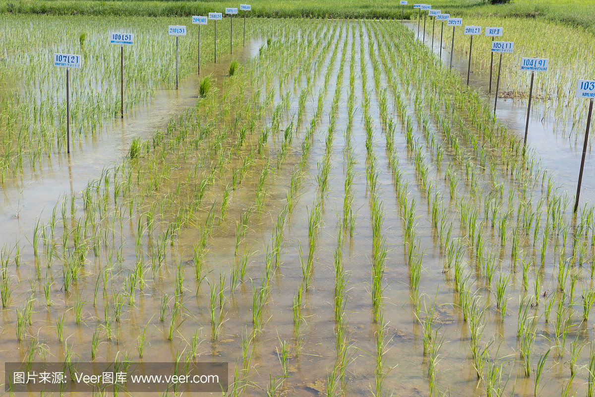 水稻种植,农民插秧栽培