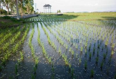 海水里种海水稻,是土壤改良还是商业营销?真有那么大意义么?