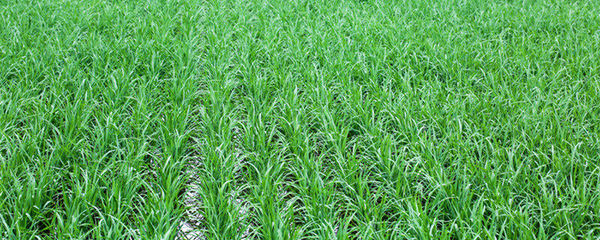 一亩地产多少水稻
