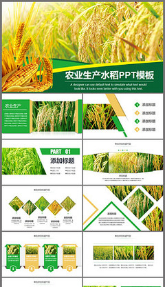 水稻种植过程手抄报专题模板-水稻种植过程手抄报图片素材下载