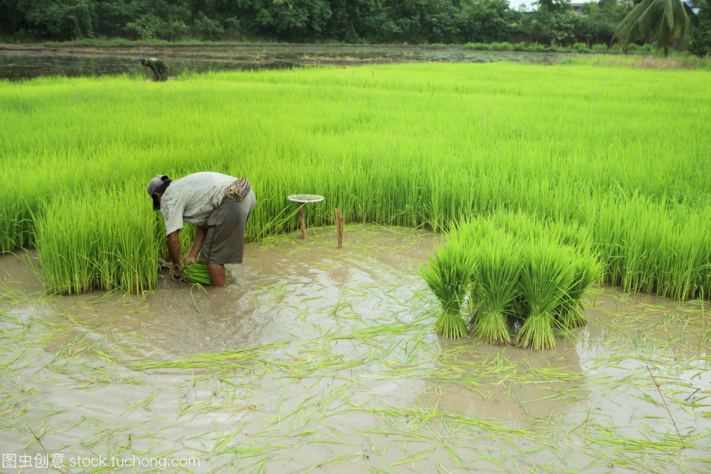 泰国的农民和绿色水稻水稻植株在农业种植 f