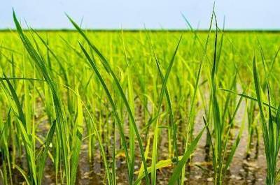 水稻亩产比小麦高出许多,种植面积也超过小麦,为啥大米更贵些?