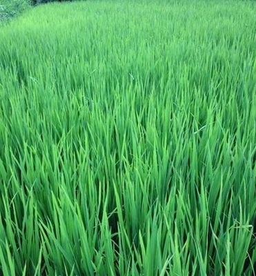 云南龙陵:试水水稻“红细软”种植 目前长势良好