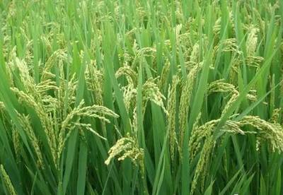水稻扬花不结实,水稻增产的障碍因素,如何解决?