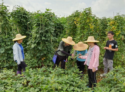 国家食用豆产业技术体系岗位专家到桂交流