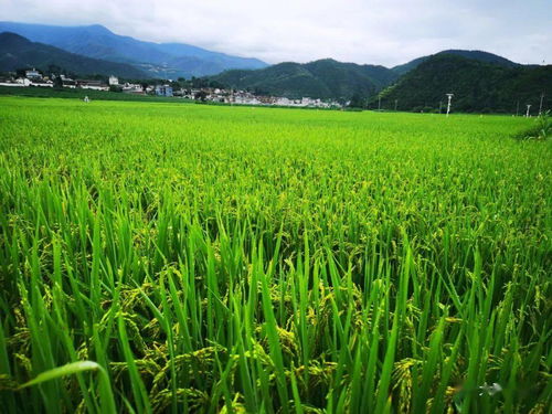 祥云自羌朗村的生态有机水稻又要丰收