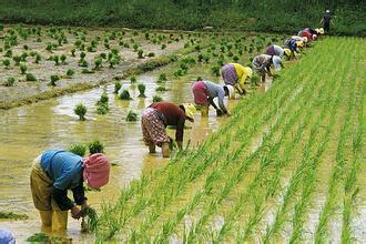 农村种植水稻有多辛苦?