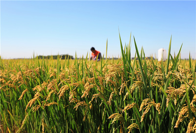 冀东水稻种植区加强田间管理促丰收